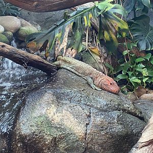 Tropical Trails - Caiman lizard 161222