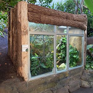 Tropical Trails - Red-tailed ratsnake exhibit 161222