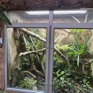 Tropical Trails - Yellow-banded poison dart frog exhibit 161222