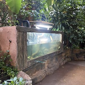 Tropical Trails - Annam leaf turtle exhibit 161222