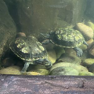 Tropical Trails - Annam leaf turtles 161222