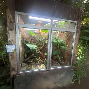 Tropical Trails - Emerald skinks exhibit 161222