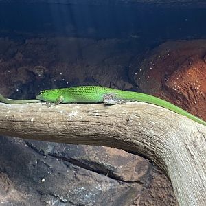 Tropical Trails - Emerald skink 161222