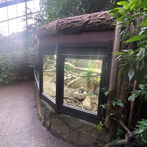 Tropical Trails - Lesser Antillean iguana exhibit 161222