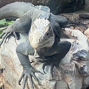 Tropical Trails - Lesser Antillean iguana 161222