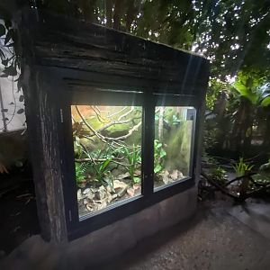 Tropical Trails - Amazon Basin emerald tree boa exhibit 161222