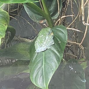 Amphibian Ark - Fringed leaf frog 161222