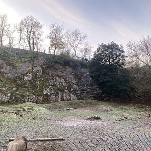 Mishmi takin exhibit 161222