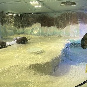 Subantarctic gentoo penguin exhibit 070123