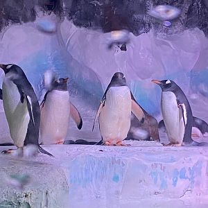 Subantarctic gentoo penguins 070123