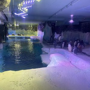 Subantarctic gentoo penguin exhibit 070123