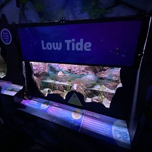 Low Tide exhibit 070123