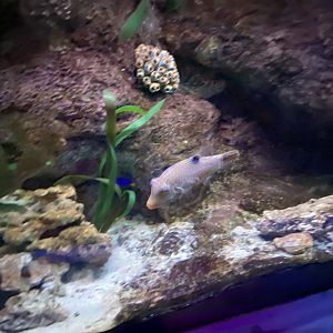 High Tide exhibit inhabitants 070123