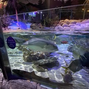 Coral Seas type exhibit 070123