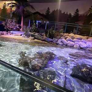 Coral Seas type exhibit 070123