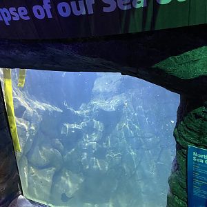 Alaskan sea otter lower viewing window 070123