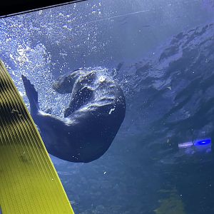 Alaskan sea otter 070123