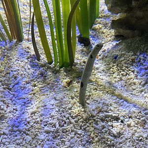 Garden eel 070123
