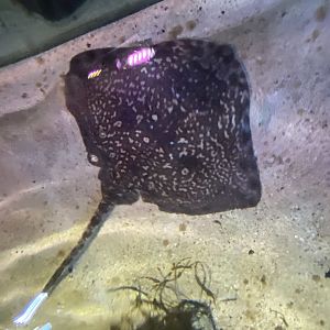 Bay of Rays - Thornback ray 070123