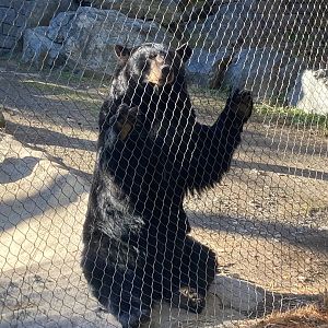 North American Black Bear