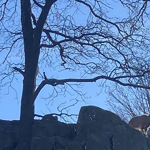 Markhor Silhouette against Sky