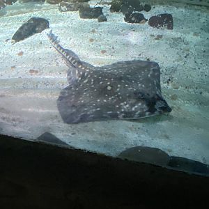 Bay of Rays - Thornback ray  070123
