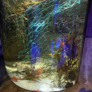 Big-bellied seahorse exhibit 070123