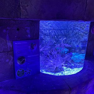 Yellow seahorse and Dragon-faced pipefish exhibit 070123