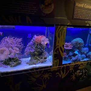 Coral tanks 070123