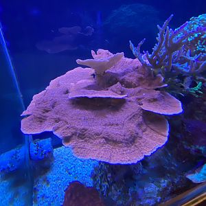Coral tank 070123
