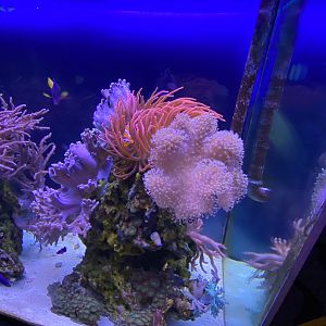 Coral tank 070123