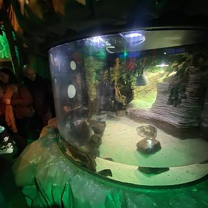 McCord’s snake-necked turtle exhibit 070123