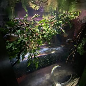 Piranha Tunnel 070123