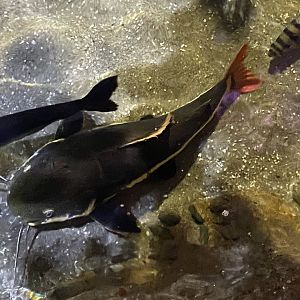 Amazon exhibit - Red-tailed catfish 070123