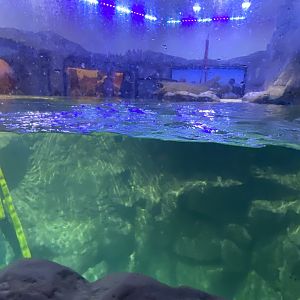 Alaskan sea otter upper viewing window 070123