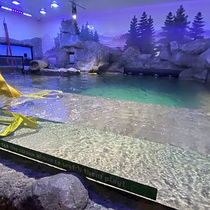 Alaskan sea otter exhibit 070123