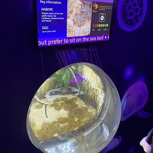 Upsidedown jellyfish exhibit 070123