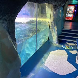 Subantarctic gentoo penguin exhibit 070123