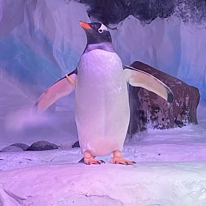 Subantarctic gentoo penguin 070123