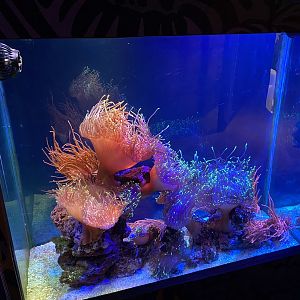 Anemone tank 070123