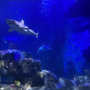 Another view into tank with 360 Tunnel 070123