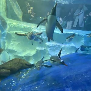 Subantarctic gentoo penguin exhibit lower viewing window 070123