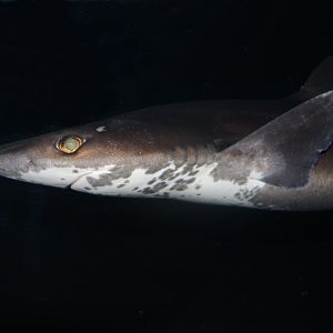 Pacific spiny dogfish (Squalus suckleyi)