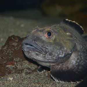 Hunchback sculpin (Malacocottus gibber)