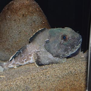 Darkfin sculpin (Malacocottus zonurus)