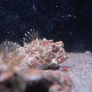 Antlered sculpin (Enophrys diceraus)