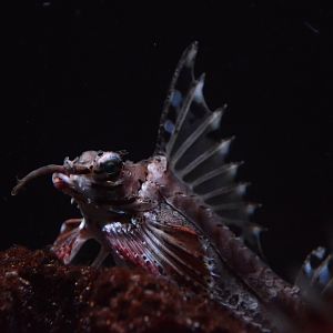 Jordan's poacher (Agonomalus jordani)