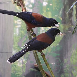Lidth's jay (Garrulus lidthi)