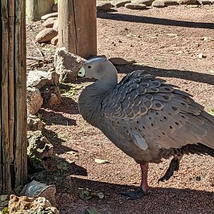 Kangaroo Walkabout - Cape Barren goose