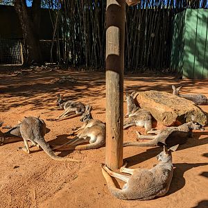 Kangaroo Walkabout - kangaroos and wallaroos